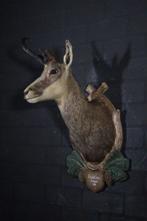 Fine Austrian Chamois head-mount Taxidermie wandmontage -, Verzamelen, Dierenverzamelingen, Nieuw