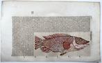 Conrad Gesner [Konrad Gessner] 1516-1565: Fishbuch: Wrasse -, Antiek en Kunst