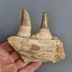 Fossil mosasaur jaw - Gefossiliseerde kaak - Mosasaurus, Verzamelen, Mineralen en Fossielen