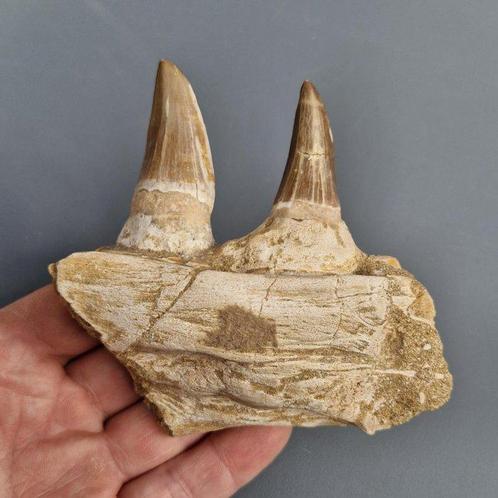 Fossil mosasaur jaw - Gefossiliseerde kaak - Mosasaurus, Verzamelen, Mineralen en Fossielen