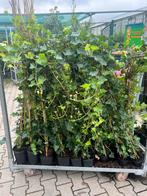 Hedera Hibernica 20/40 tot 250/300 cm, Tuin en Terras, Ophalen, Overige soorten, Haag, 100 tot 250 cm