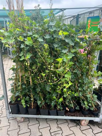 Hedera Hibernica 20/40 tot 250/300 cm beschikbaar voor biedingen