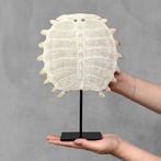 Geen reserveprijs - Chinese softshellschildpad carapax op