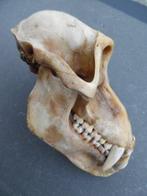 Baviaan Schedel - Papio anubis - with proof of legal origin, Nieuw