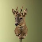 Reebok Wintervacht Taxidermie Opgezette Dieren By Max, Ophalen of Verzenden, Nieuw, Wild dier, Opgezet dier