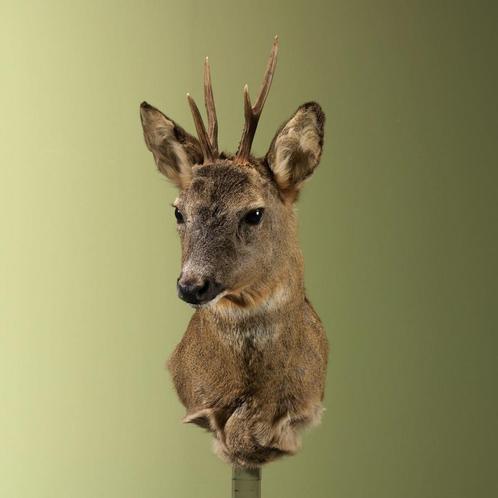 Reebok Wintervacht Taxidermie Opgezette Dieren By Max, Verzamelen, Dierenverzamelingen, Opgezet dier, Nieuw, Wild dier, Ophalen of Verzenden