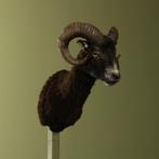 Schaap Taxidermie Opgezette Dieren By Max, Verzamelen, Dierenverzamelingen, Ophalen of Verzenden, Nieuw, Wild dier, Opgezet dier