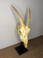 Geit Schedel op een standaard - Capra aegagrus hircus - 50, Nieuw