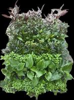 Mix pakket Azië 12 stuks - 5cm pot - aquariumplanten, Dieren en Toebehoren, Vissen | Aquaria en Toebehoren, Ophalen of Verzenden