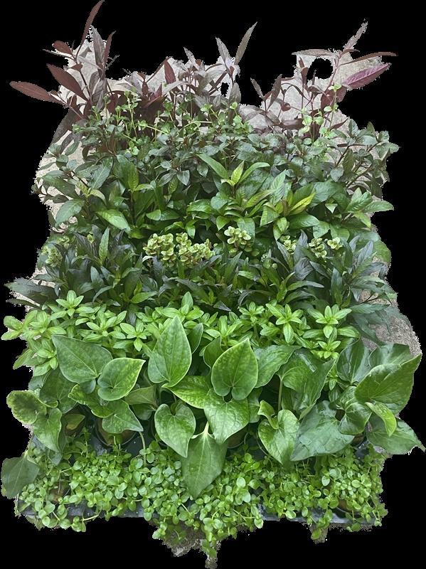 Mix pakket Azië 12 stuks - 5cm pot - aquariumplanten, Dieren en Toebehoren, Vissen | Aquaria en Toebehoren, Plant(en), Steen of Hout