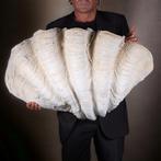 Reuzenschelp van de mossel - Hars - Replica Zeeschelp -, Antiek en Kunst