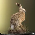 Haas Taxidermie Opgezette Dieren By Max, Ophalen of Verzenden, Nieuw, Wild dier, Opgezet dier