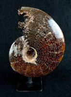 Ammoniet - Gefossiliseerd dier - Aioloceras (Cleoniceras), Verzamelen, Mineralen en Fossielen