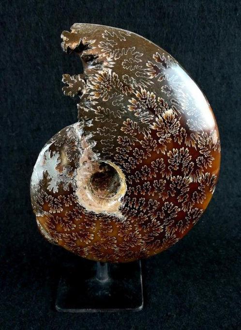 Ammoniet - Gefossiliseerd dier - Aioloceras (Cleoniceras), Verzamelen, Mineralen en Fossielen