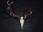 abnormal Large Red Stag Trophy Schedel - Cervus elaphus - 52, Nieuw