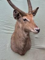 Halvemaanvormige waterbok - Taxidermie wandmontage - Kobus, Nieuw