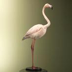 Rode Flamingo Taxidermie Opgezette Dieren By Max, Ophalen of Verzenden, Nieuw, Vogel, Opgezet dier