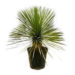 Actie Yucca Rostrata op stam | 70 cm - Ø27cm nu voor 77.95, Tuin en Terras, Verzenden