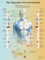 Anatomie poster vegetatief zenuwstelsel (gelamineerd, 50..., Nieuw