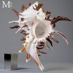 Prachtige verzamelbare schelp Hexaplex cichoreum f. endivia