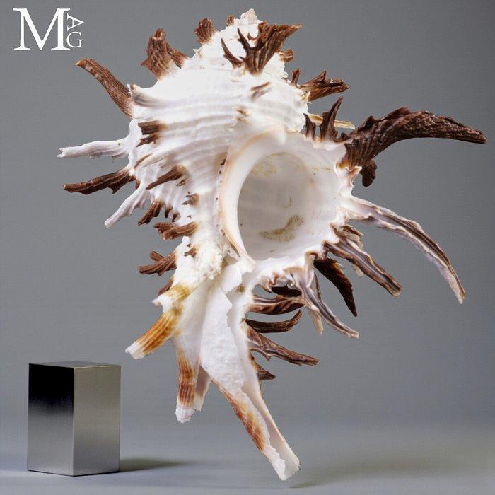 Prachtige verzamelbare schelp Hexaplex cichoreum f. endivia, Verzamelen, Mineralen en Fossielen