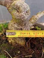 Wisteria bonsai - Hoogte (boom): 30 cm - Diepte (boom): 35, Antiek en Kunst