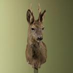 Reebok Wintervacht Taxidermie Opgezette Dieren By Max, Ophalen of Verzenden, Nieuw, Wild dier, Opgezet dier