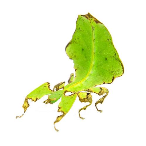 Reuze Wandelend blad - Phyllium giganteum PSG72, Dieren en Toebehoren, Insecten en Spinnen