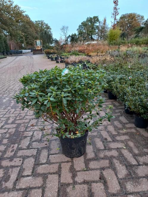 Azalea Japonica Luzi, Tuin en Terras, Planten | Bomen, Ophalen