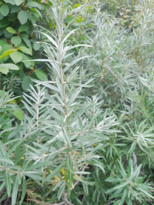 Duindoorn  Hippophae rhamnoides , potgekweekt , 80-100cm €5, Tuin en Terras, Planten | Struiken en Hagen, Overige soorten, Struik