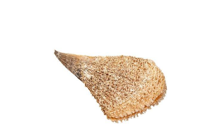 Edel-Pinna of Noble pen shell. Skelet - Pinna nobilis - 0 cm, Verzamelen, Dierenverzamelingen