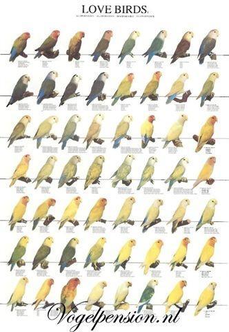 Agaporniden poster – Kleurrijke liefdesvogels voor je muur -, Dieren en Toebehoren, Vogels | Toebehoren, Nieuw, Verzenden