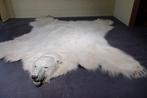 IJsbeer Taxidermie volledige montage - Ursus maritimus - 25, Nieuw