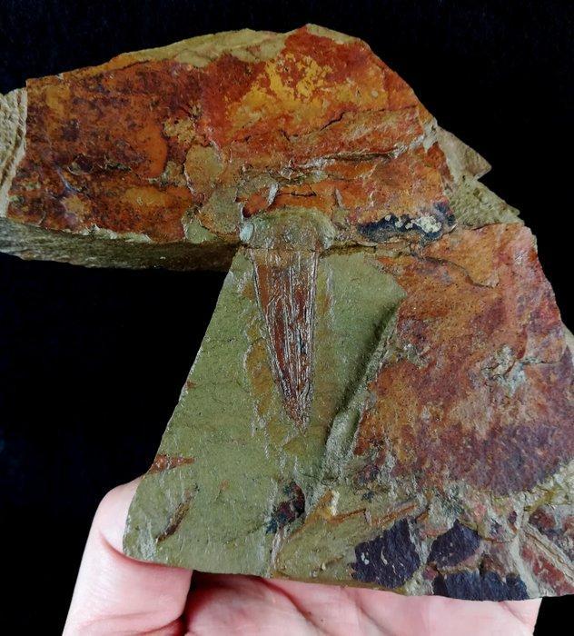 Eeuwigdier enigmatisch!!! - Conularia - Gefossiliseerd dier, Verzamelen, Mineralen en Fossielen