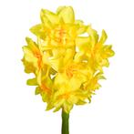 Bloembollen - 32 x Narcis Golden Rain - geel, Verzenden, Voorjaar, Volle zon, Bloembol