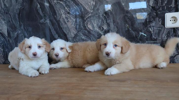 Hele lieve novia scotia duck x toller retriever pups te koop, Dieren en Toebehoren, Honden | Retrievers, Spaniëls en Waterhonden
