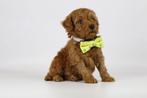 Dwergpoedel pups te koop, Belgisch fokker, Toy poedel, Dieren en Toebehoren, Poedel, België, 8 tot 15 weken, Parvo