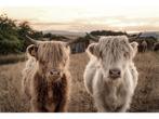 Glasschilderij Hooglanders | 963, Huis en Inrichting, Woonaccessoires | Overige, Ophalen of Verzenden, Nieuw