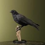 Kraai Taxidermie Opgezette Dieren By Max, Ophalen of Verzenden, Nieuw, Vogel, Opgezet dier