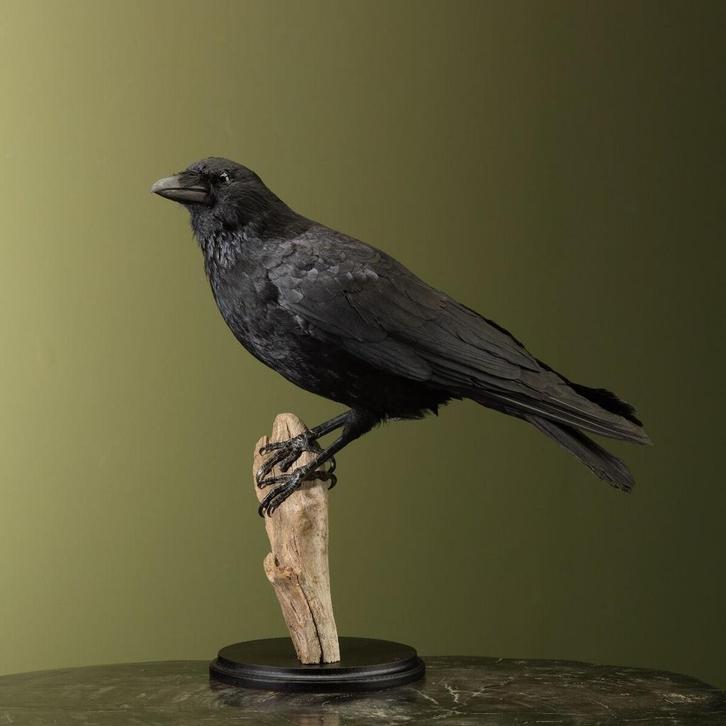 Kraai Taxidermie Opgezette Dieren By Max, Verzamelen, Dierenverzamelingen, Opgezet dier, Nieuw, Vogel, Ophalen of Verzenden