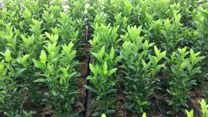 Euonymus Green Spire - kardinaalsmuts 20/30 cm, Tuin en Terras, Planten | Struiken en Hagen, Overige soorten, Haag, Minder dan 100 cm