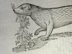 Aldrovandi - Weasel Donnola - Mustela candida from Ulyssis