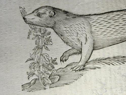 Aldrovandi - Weasel Donnola - Mustela candida from Ulyssis, Antiek en Kunst, Antiek | Boeken en Bijbels