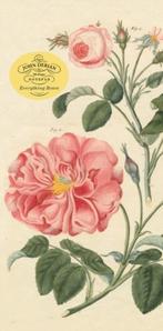 John Derian Paper Goods: Everything Roses Notepad |, Zo goed als nieuw, John Derian