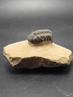 Trilobiet - Gefossiliseerd dier - Redoops cephalotes - 6 cm, Verzamelen
