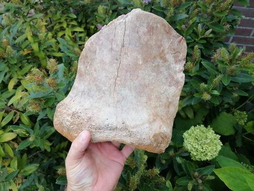 Wolharige mammoet - Fossiel bot - Mammuthus primigenius, Verzamelen, Mineralen en Fossielen