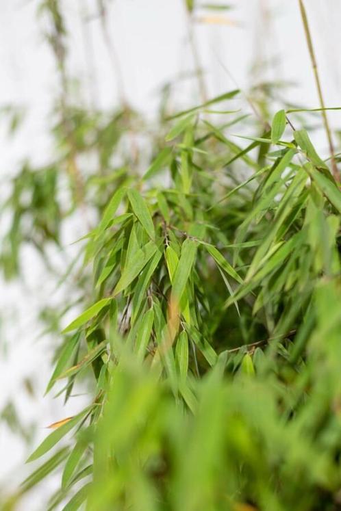 Bamboe Fargesia murieliae Jiuzhaigou Haag 60-80 Kluit, Tuin en Terras, Planten | Struiken en Hagen