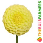 The Bulb Farmers - 12 x Dahlia Golden Torch - geel, Voorjaar, Bloembol, Verzenden, Volle zon