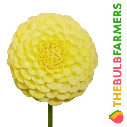 The Bulb Farmers - 12 x Dahlia Golden Torch - geel, Tuin en Terras, Bloembollen en Zaden, Bloembol, Voorjaar, Volle zon, Verzenden