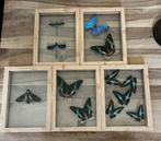 Vlinder Taxidermie volledige montage - Zygoptera, Morpho, Nieuw